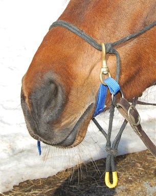 Felix Bridle med töm